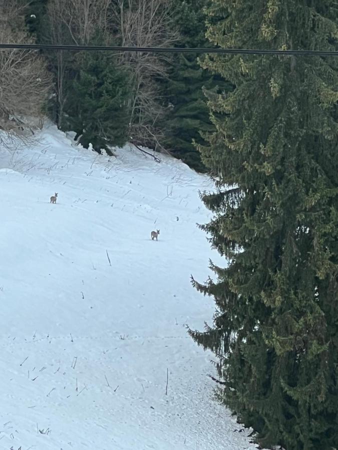 Kamena 3* Пампорово